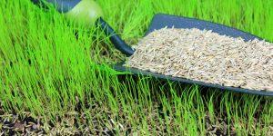 How to sow grass seed UK