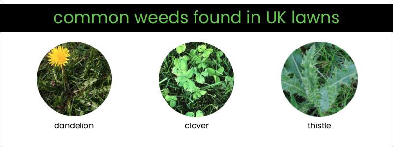 Best-Lawn-Feed-weed-UK-Common-Weeds