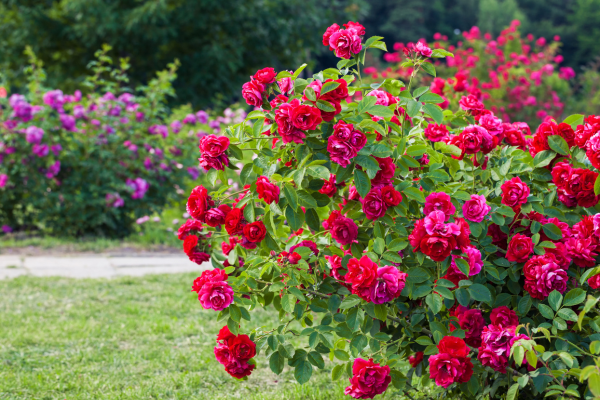 Feeding Roses Longer Blooms